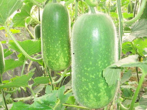 暴雷明星吃瓜视频大全,明星爆雷瞬间，吃瓜群众围观大揭秘