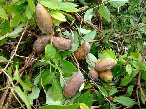 吃八月瓜视频搞笑段子大全,笑料横生，欢乐无限