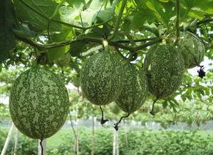 吊瓜坏了可以吃吗视频教程,吊瓜坏了还能吃？视频教程揭秘保存与食用技巧