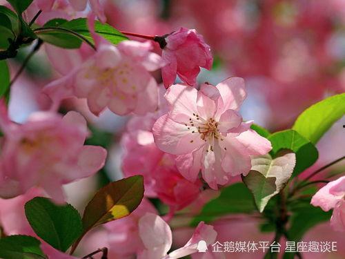 小鱼海棠的吃瓜视频,揭秘娱乐圈的“吃瓜”盛宴