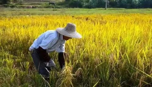 东洲农民吃瓜视频播放,瓜田乐趣引网友热议