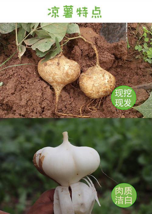 土瓜会不会吃胖呢视频教程,揭秘土瓜热量与增胖关系