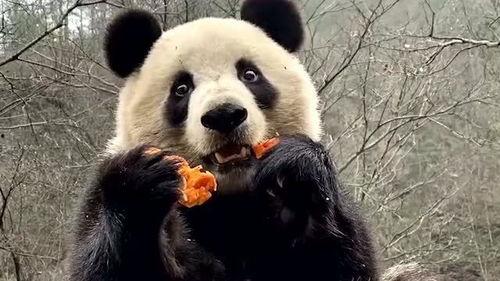带你吃瓜讲熊猫故事视频,带你走进“吃瓜”熊猫的欢乐世界