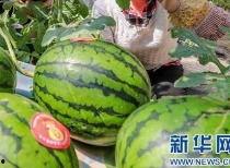 传播吃瓜视频多久会被抓,揭秘网络监管红线