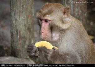 猴子嘟嘴吃瓜视频下载