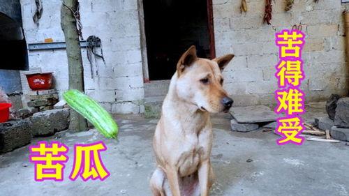 二狗的吃瓜视频在哪看,揭秘热门吃瓜内容平台