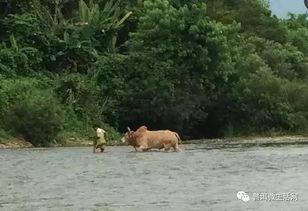 普洱吃瓜群众视频,揭秘视频背后的热点事件