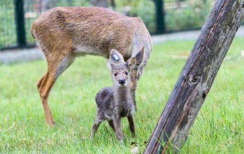 吃山獐能吃八角瓜吗视频